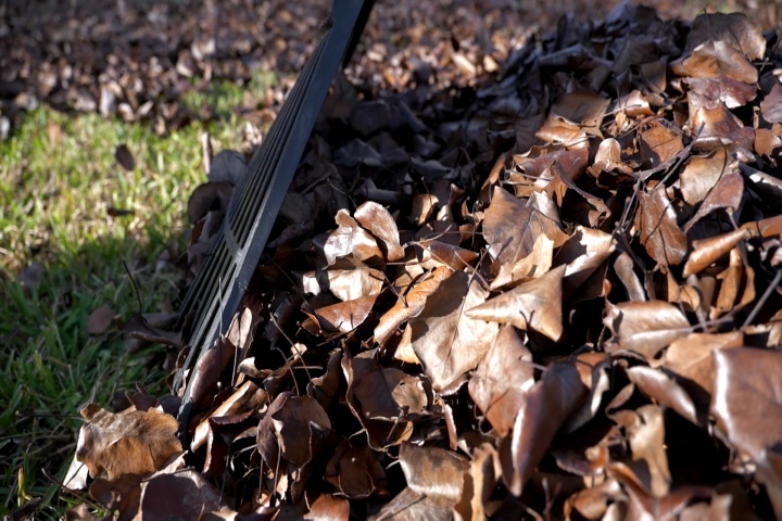 What to do with leaves on the ground?